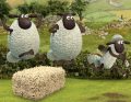 Shaun the Sheep: Ali